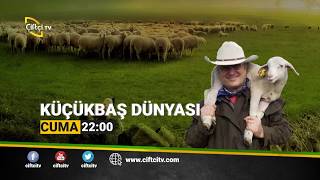 çiftçi tv küçükbaş dünyası